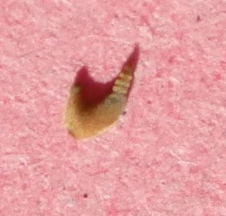 Réf. 216 784 : Cryptotylus sp.